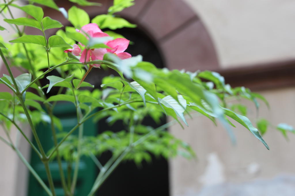 Abaco Bed & Breakfast Rome Extérieur photo